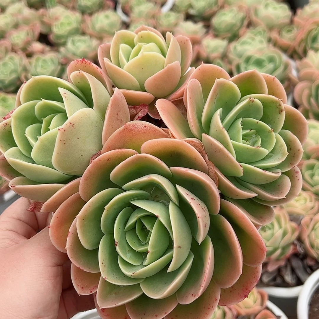 星娜塔三头起大盆