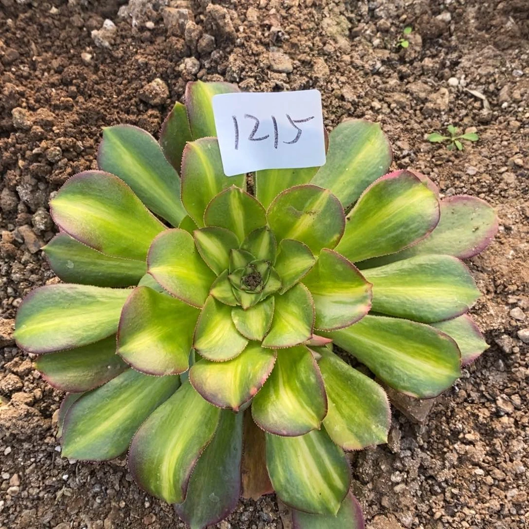 1215绍修七彩多肉植物