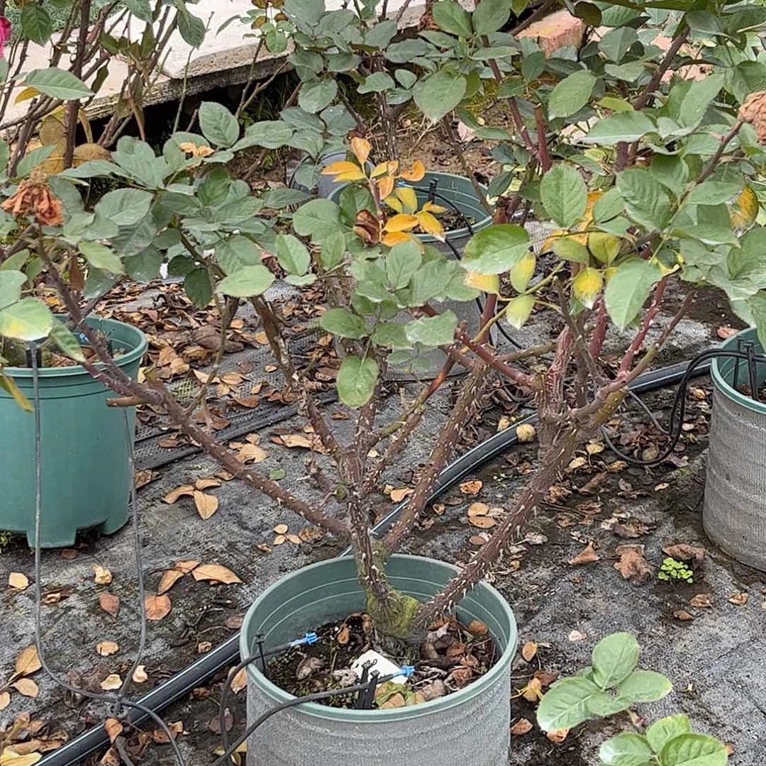 无花朵2加仑魂之香水，土球修剪发货