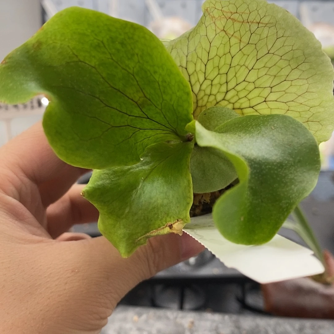 无花朵风神鹿角蕨