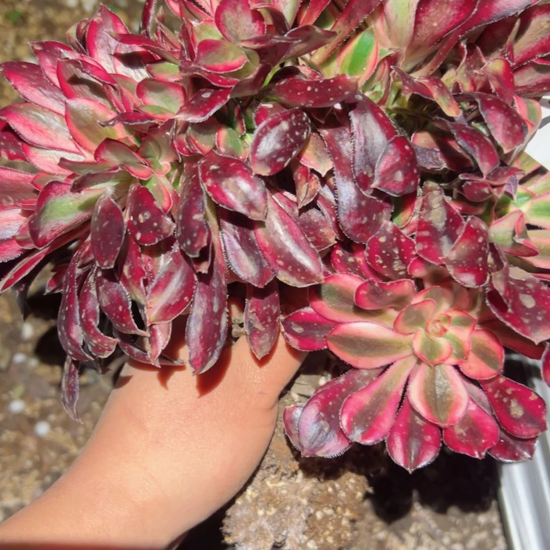 758 号多肉植物法师新年福利