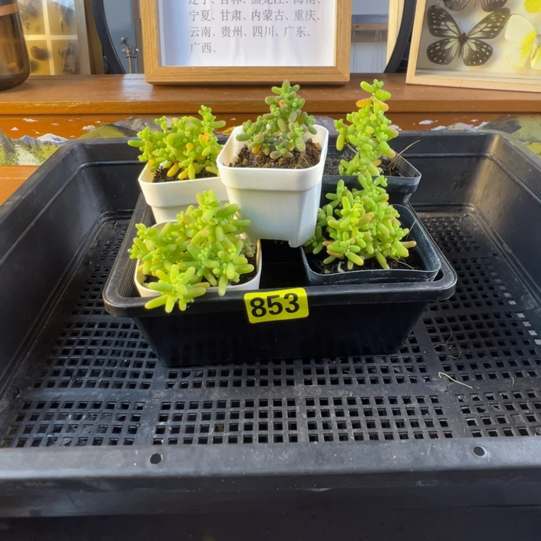 枝干番杏多肉植物853