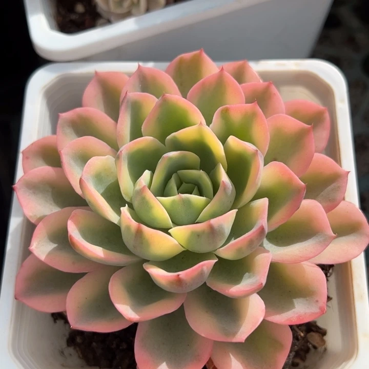 泪无恨锦一物一拍锦龙