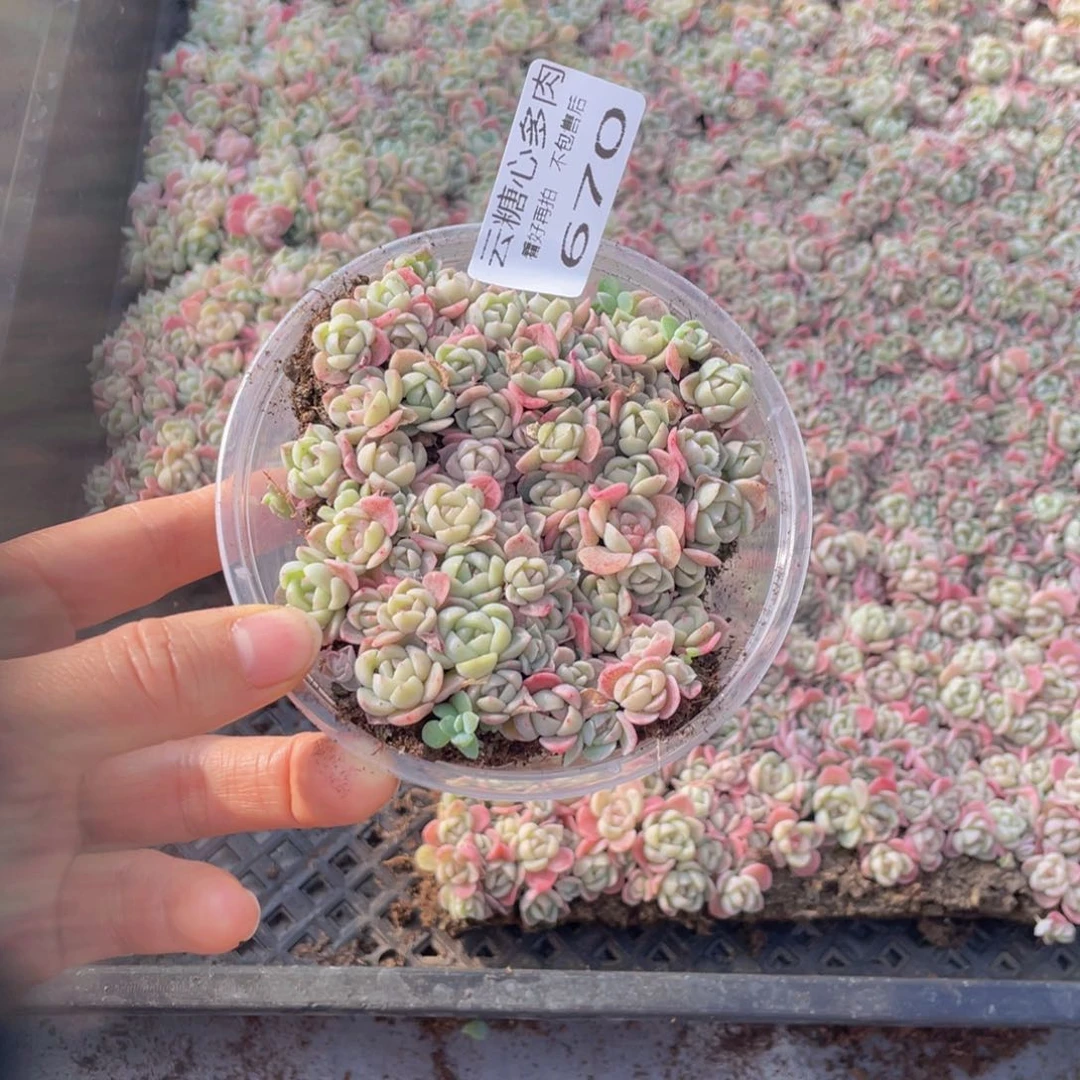云糖心多肉植物670