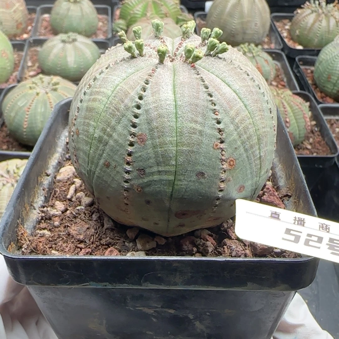 52号欧系布纹球，实生，尺寸（6.6）厘米带盆