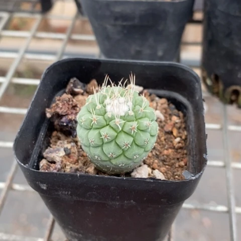 实生菊水2仙人球