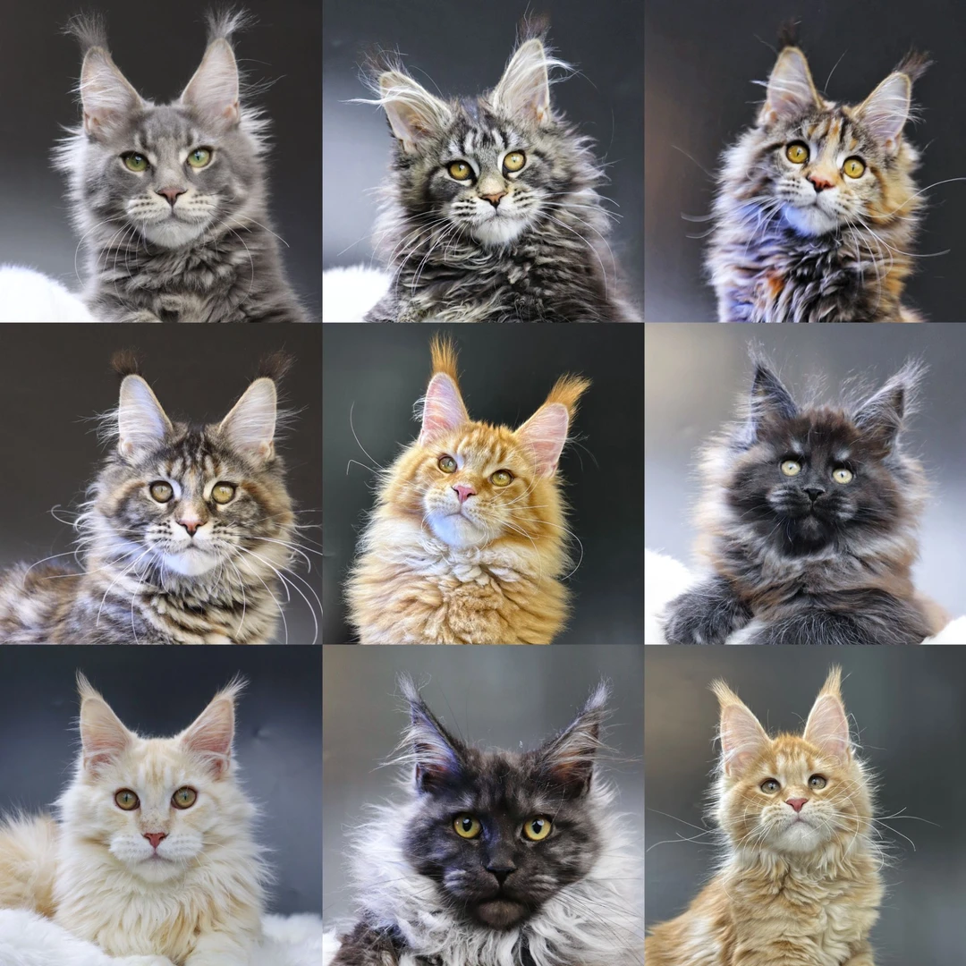 【福禧家的缅因猫】全品种活体精品猫咪-W-A061