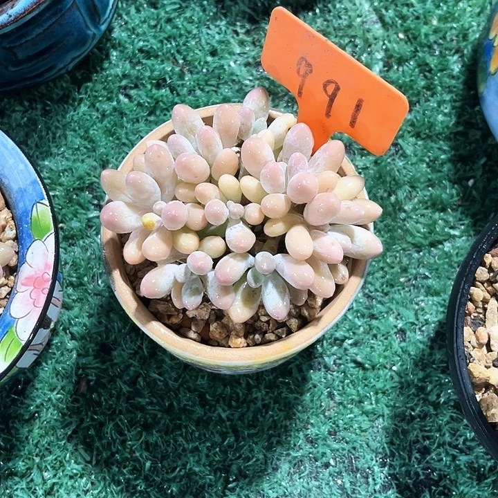 汤圆991号码牌子的话题