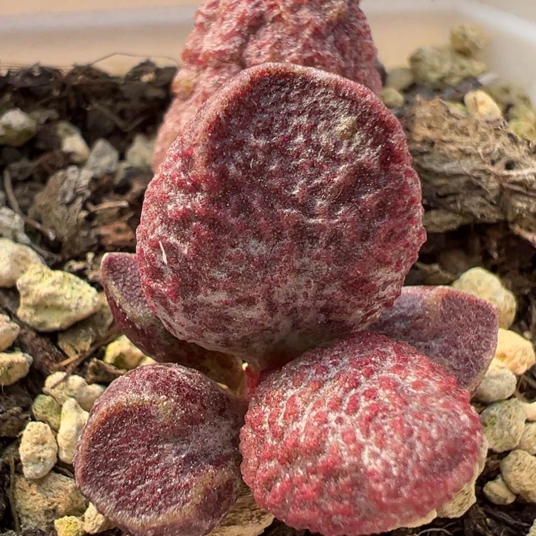 实生新品多肉植物水泡血斑母叶会消耗