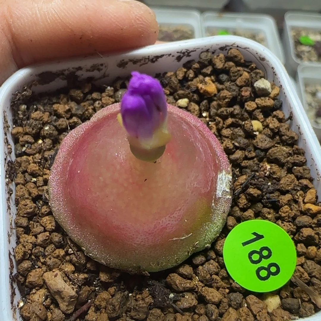 灯泡2.8多肉植物188