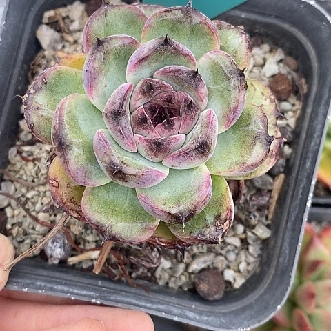 夜**兰571多肉植物老桩