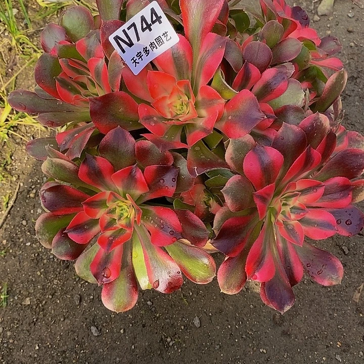 多肉植物香妃744多肉特价