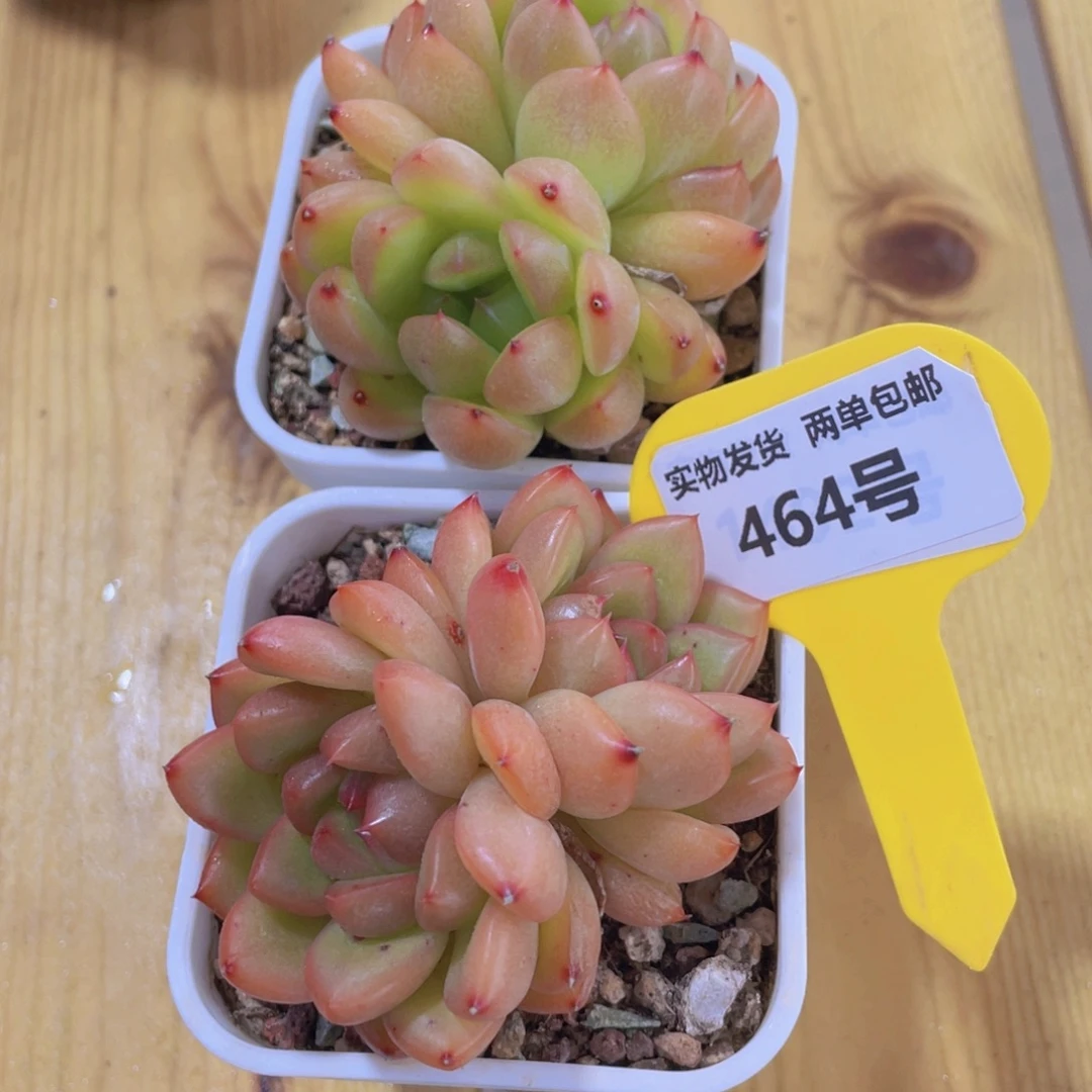 464号 丸叶海洋之心双头一个