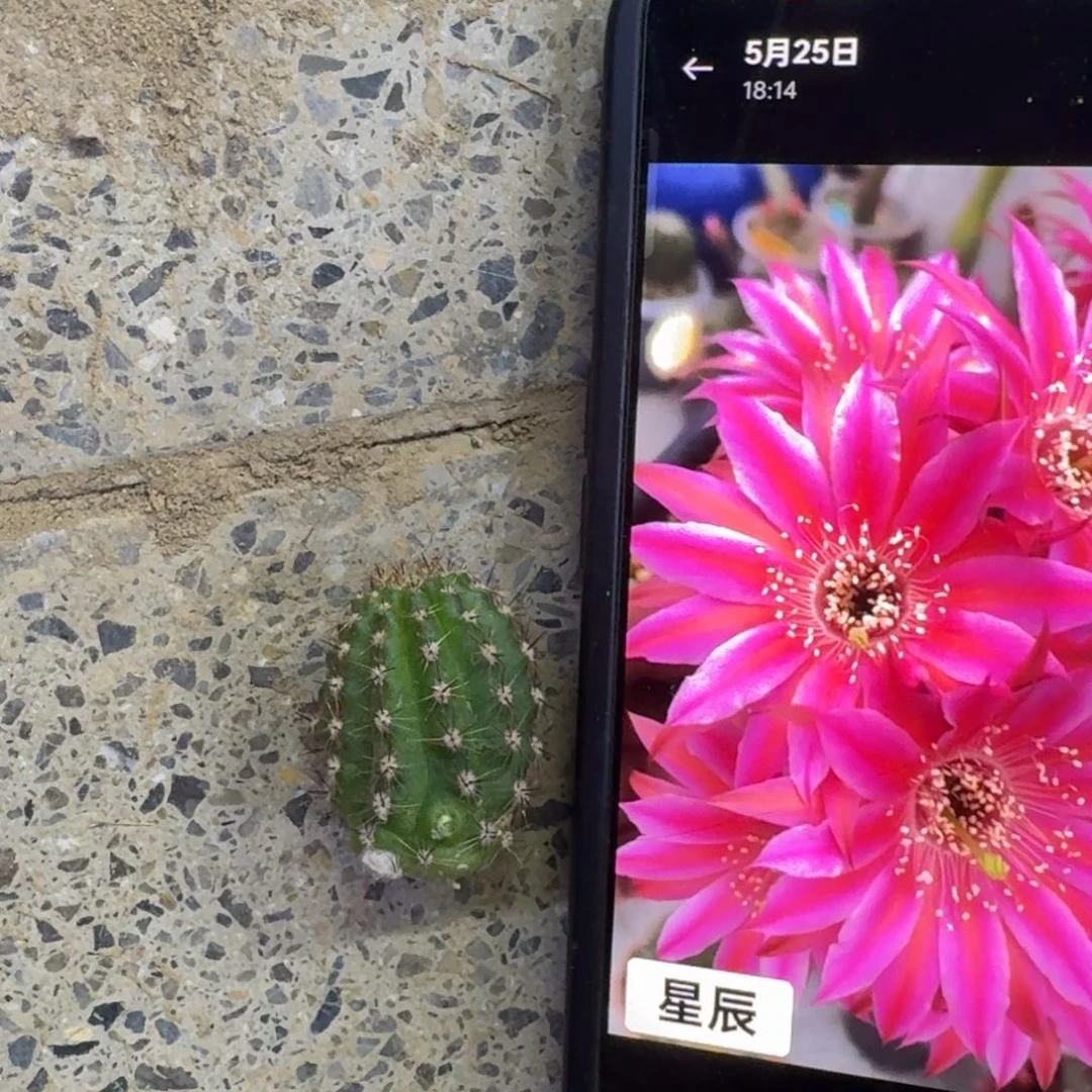 27白檀星辰2个无根侧牙，20包邮