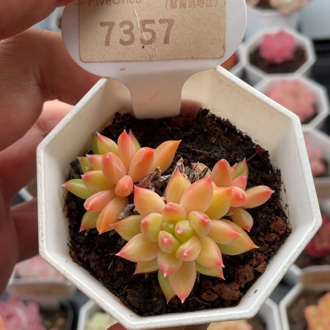 甲骨文 7357-6厘米