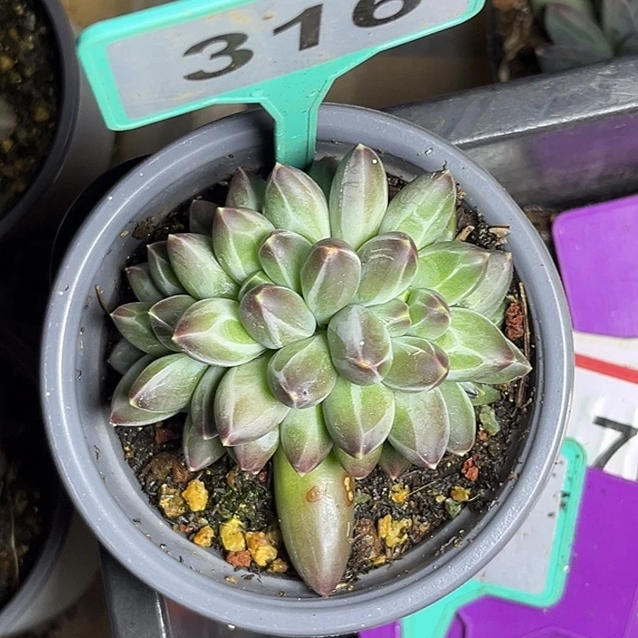 多肉植物申公豹316