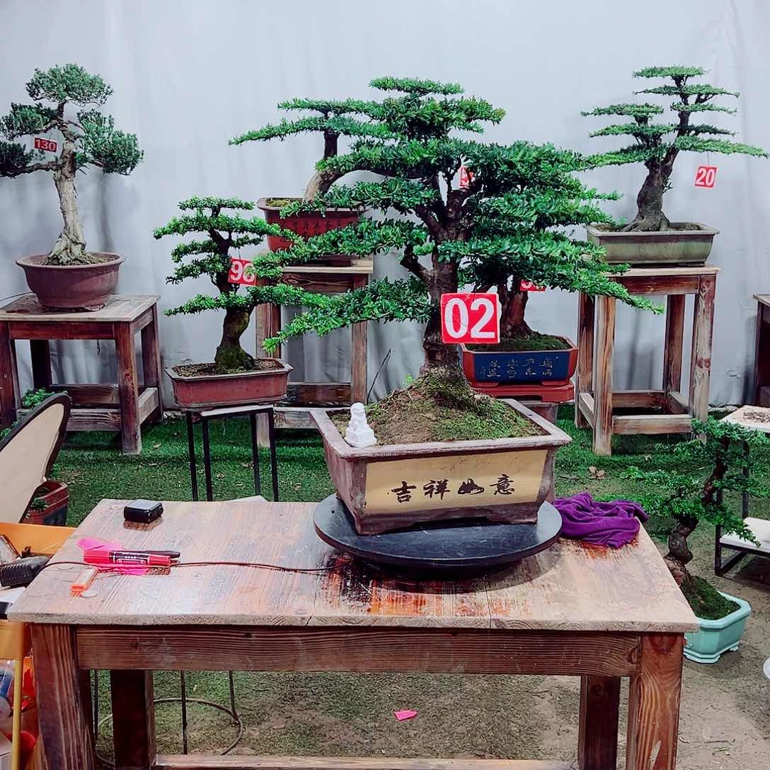 完全开放红芽珍珠罗汉松