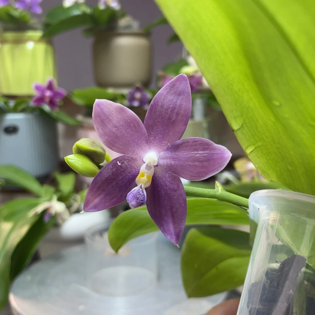 完全开放蓝熊交蓝盾，4寸杯开花株