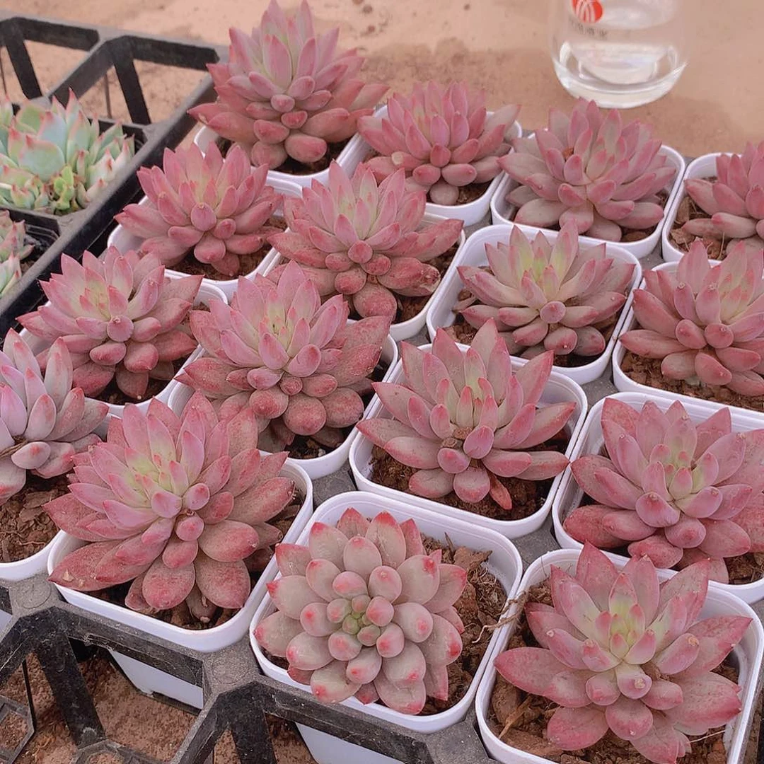 虞美人946464747444444