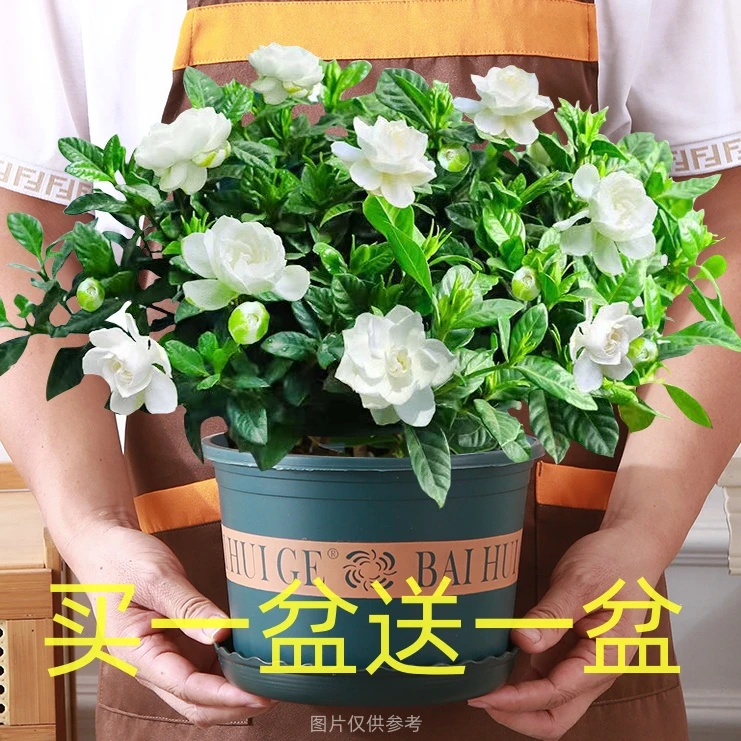 【拍一发二】浓香型大盆栀子花好养室内大叶花卉四季绿植盆栽除甲醛