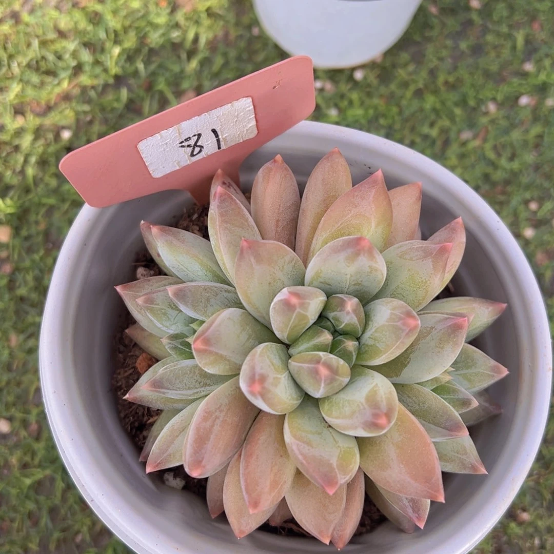 香玉的故事是一个人的故事