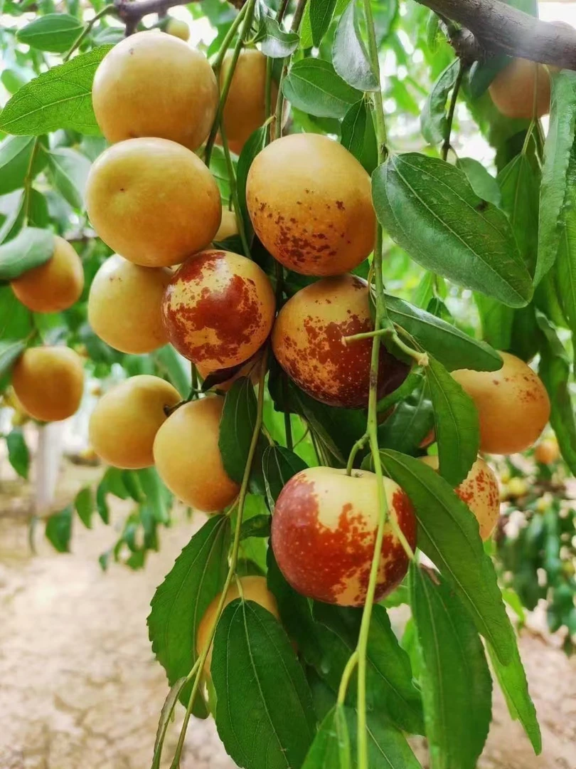 山西庙上冬枣现摘现发大果果实饱满表皮光果形匀称新鲜应季鲜枣