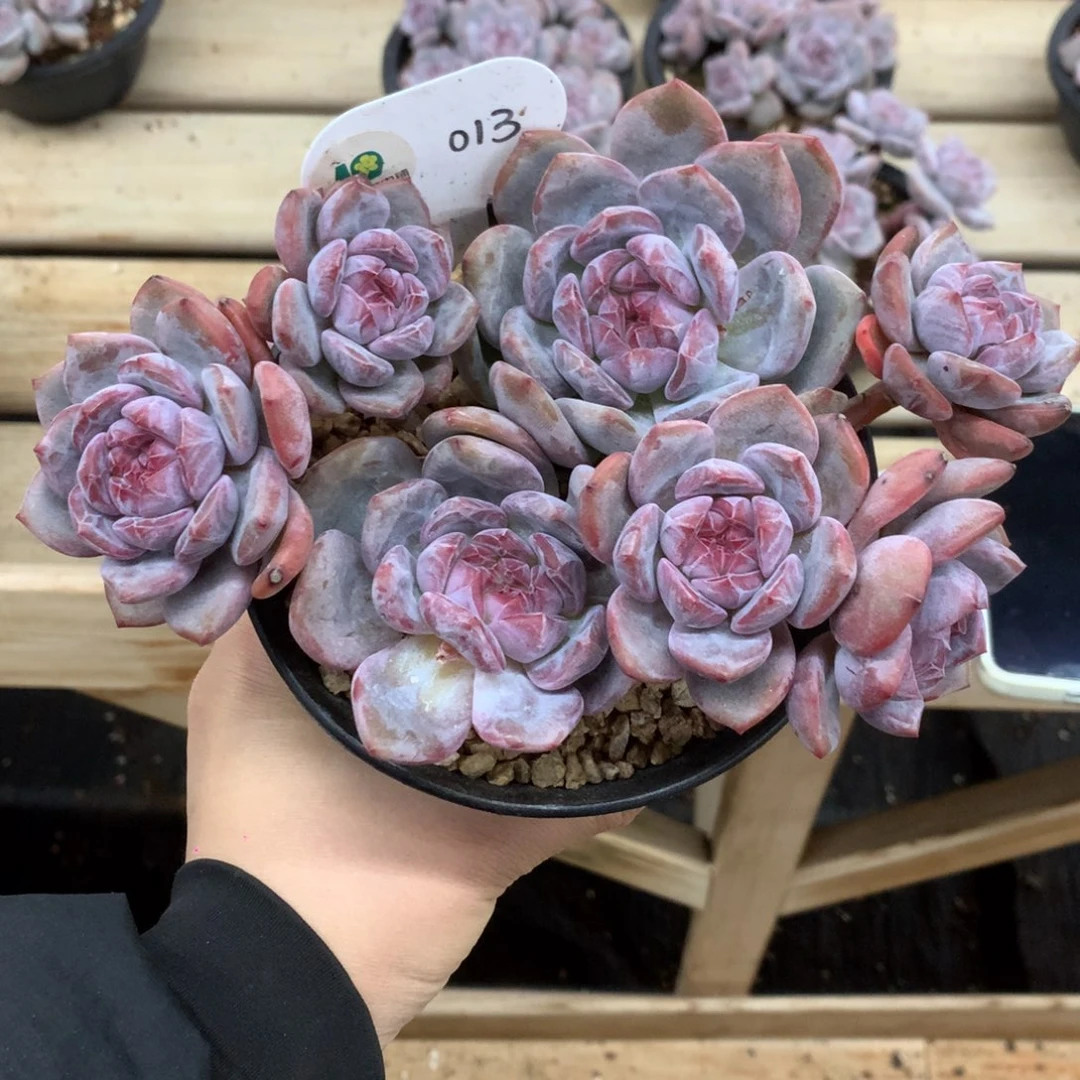 013 突尼斯 一头一桩 有砍