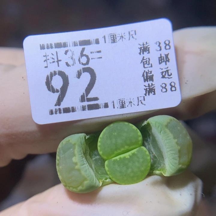 精品生石花36.92