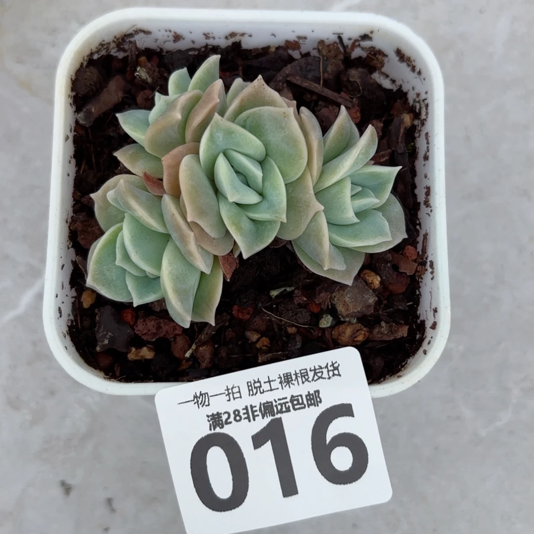 可爱玫瑰无盆土发货