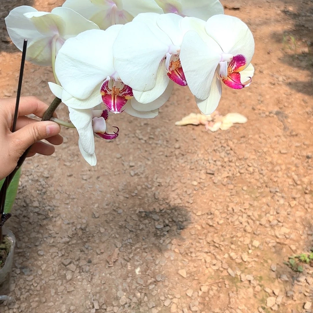 吴*844剪花发无售后