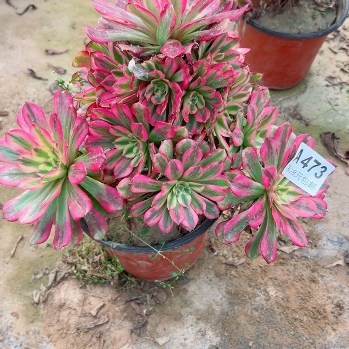 473wu tian jwu tian ji 舞天姬du多肉