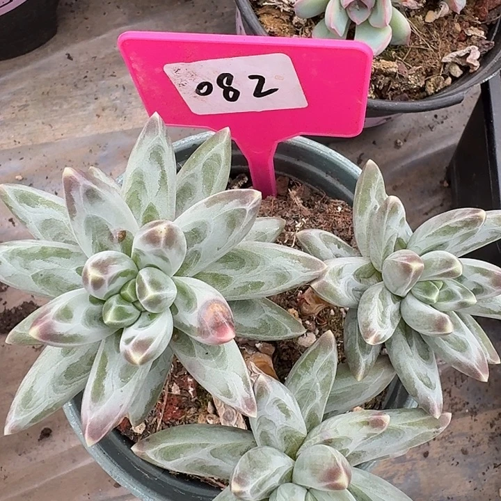 桔云多肉美人系列082