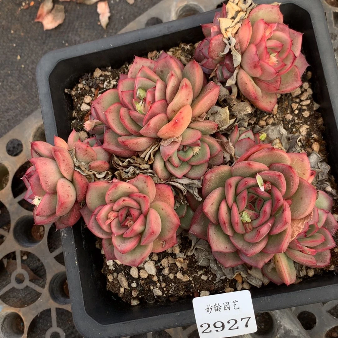 2927杂交精品基地16厘米