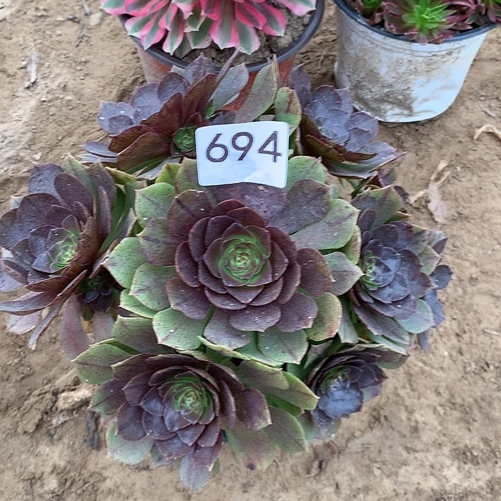 无花朵694黑膜北头