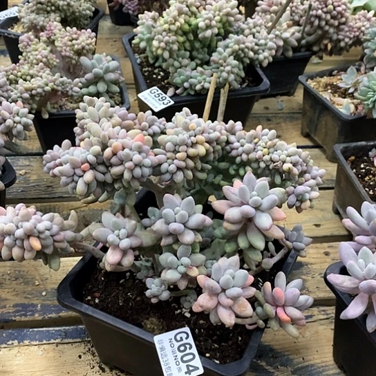 汤圆缀化604 全场默认微瑕7-8天发货