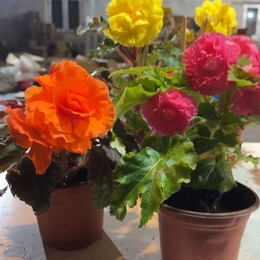 摩卡橙➕绿叶粉掉花折叶正常不拍保温冻死不售后