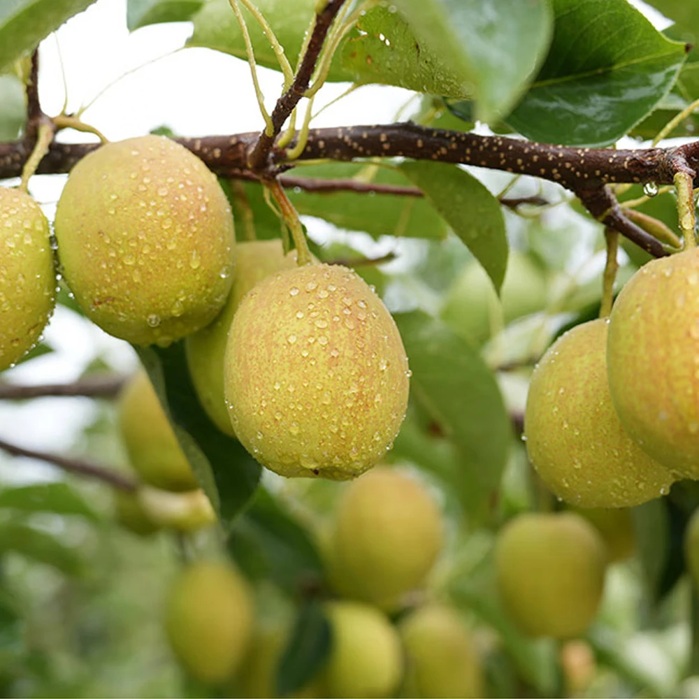 库尔勒香梨整箱10斤产区当季新鲜母梨单果120g+香梨礼盒