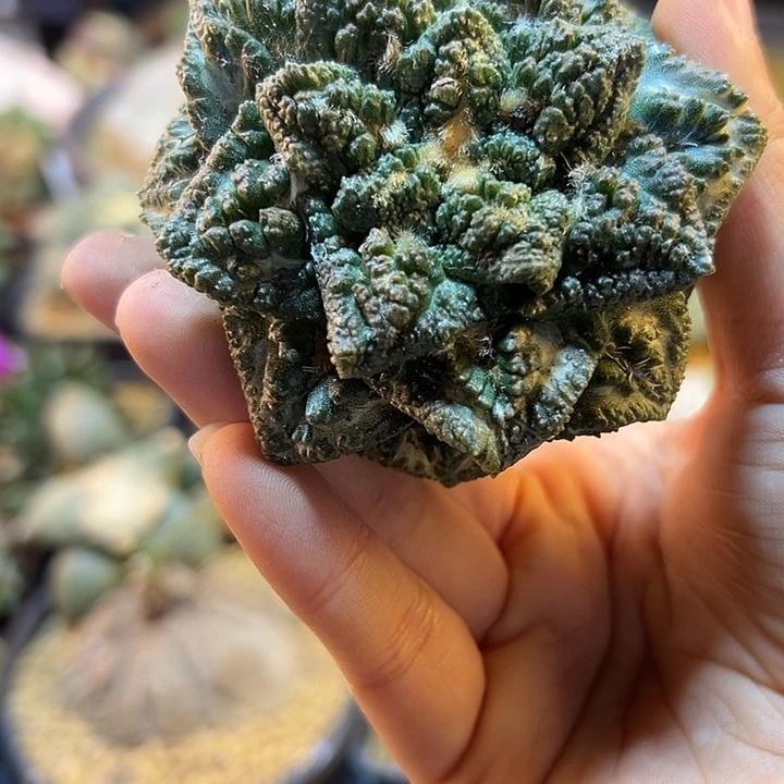 75号自根哥斯拉龟甲7.2公分