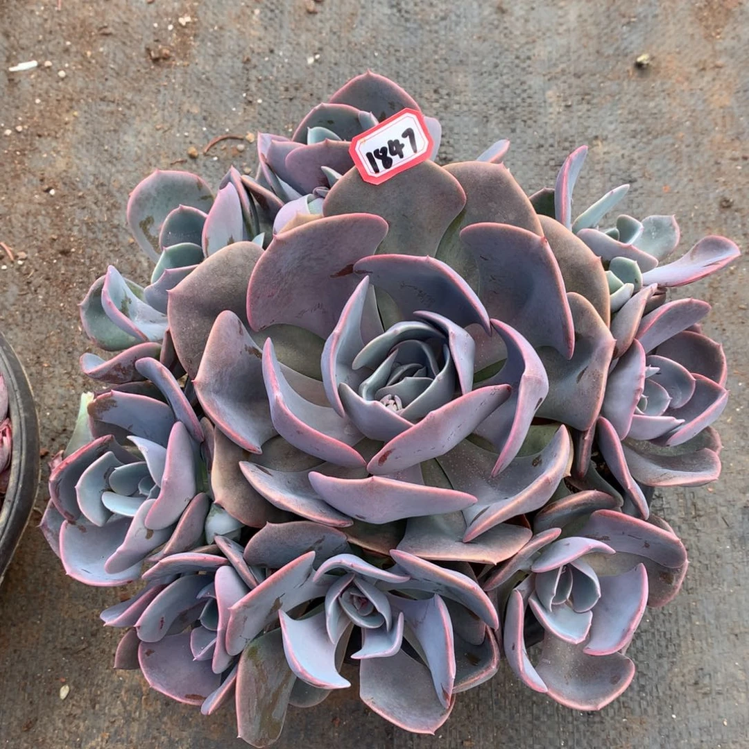 尘埃玫瑰1847晓晓一物一拍