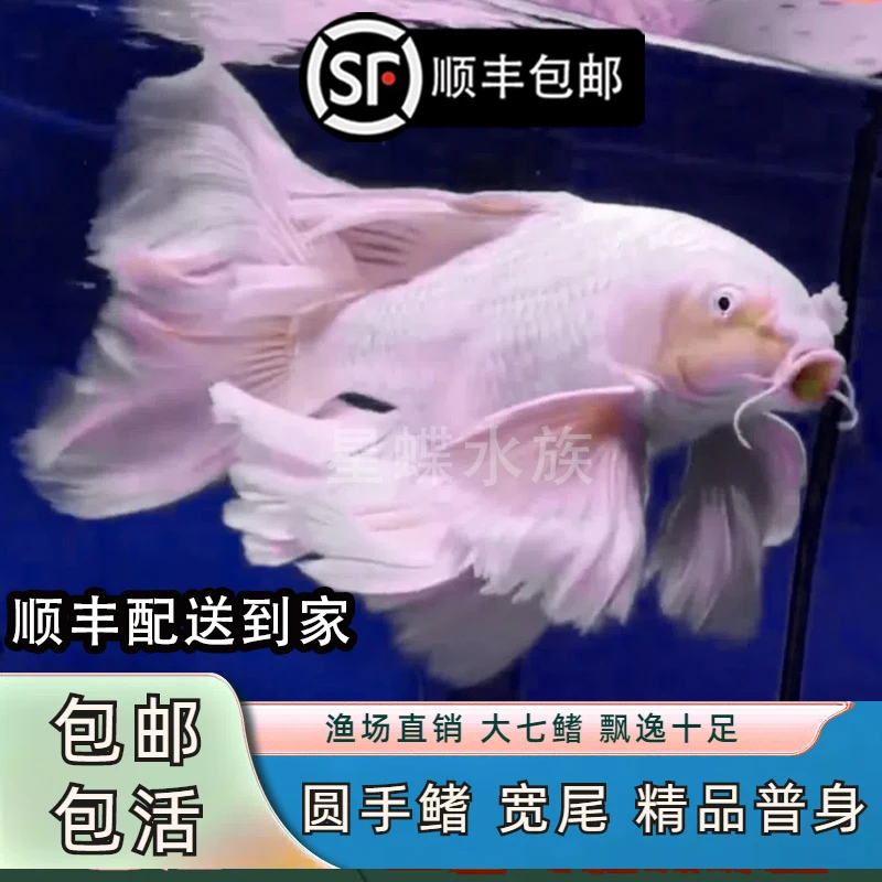 （顺丰包邮）台湾精品超大尾巴普身蝴蝶鲤