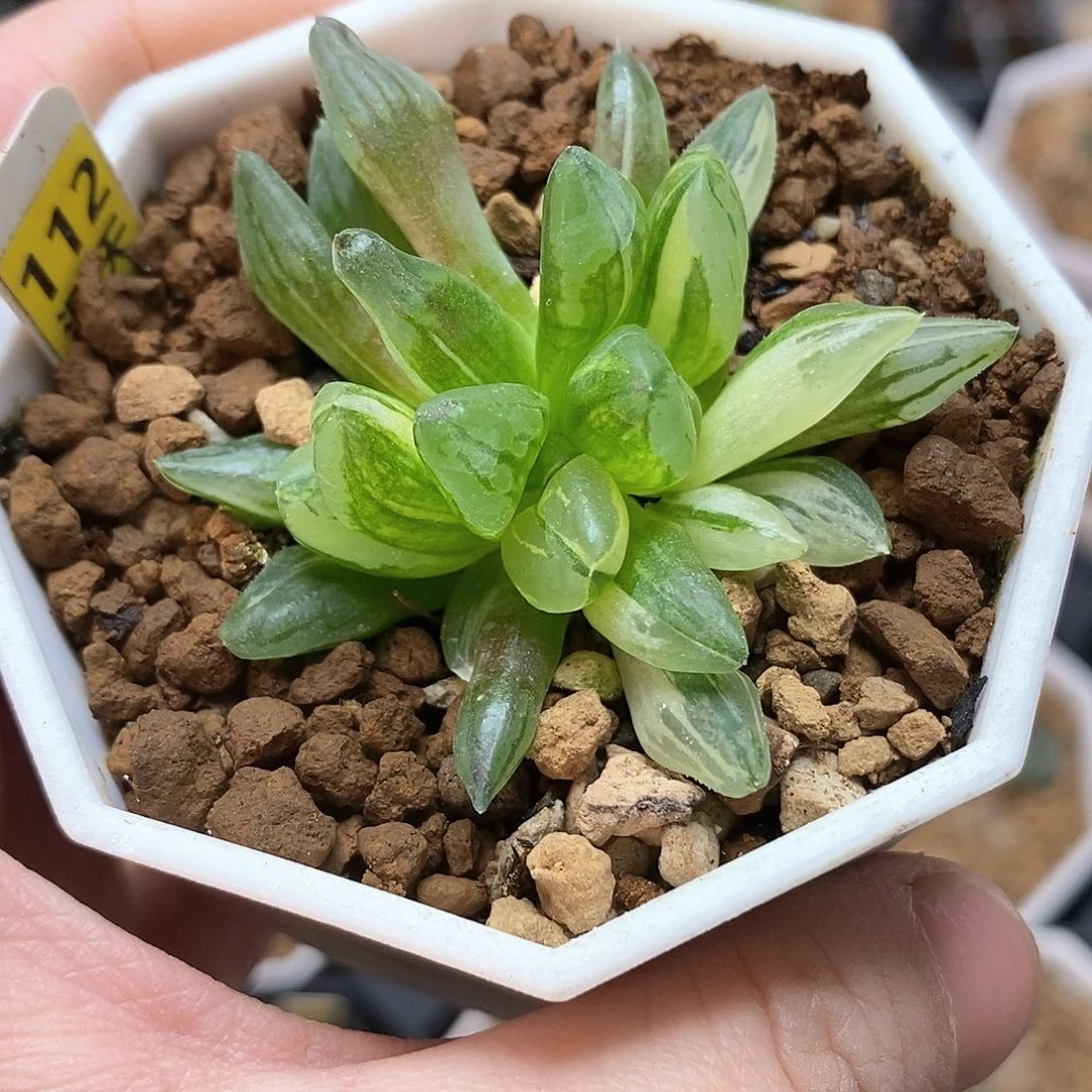 112号冰城锦一物一拍