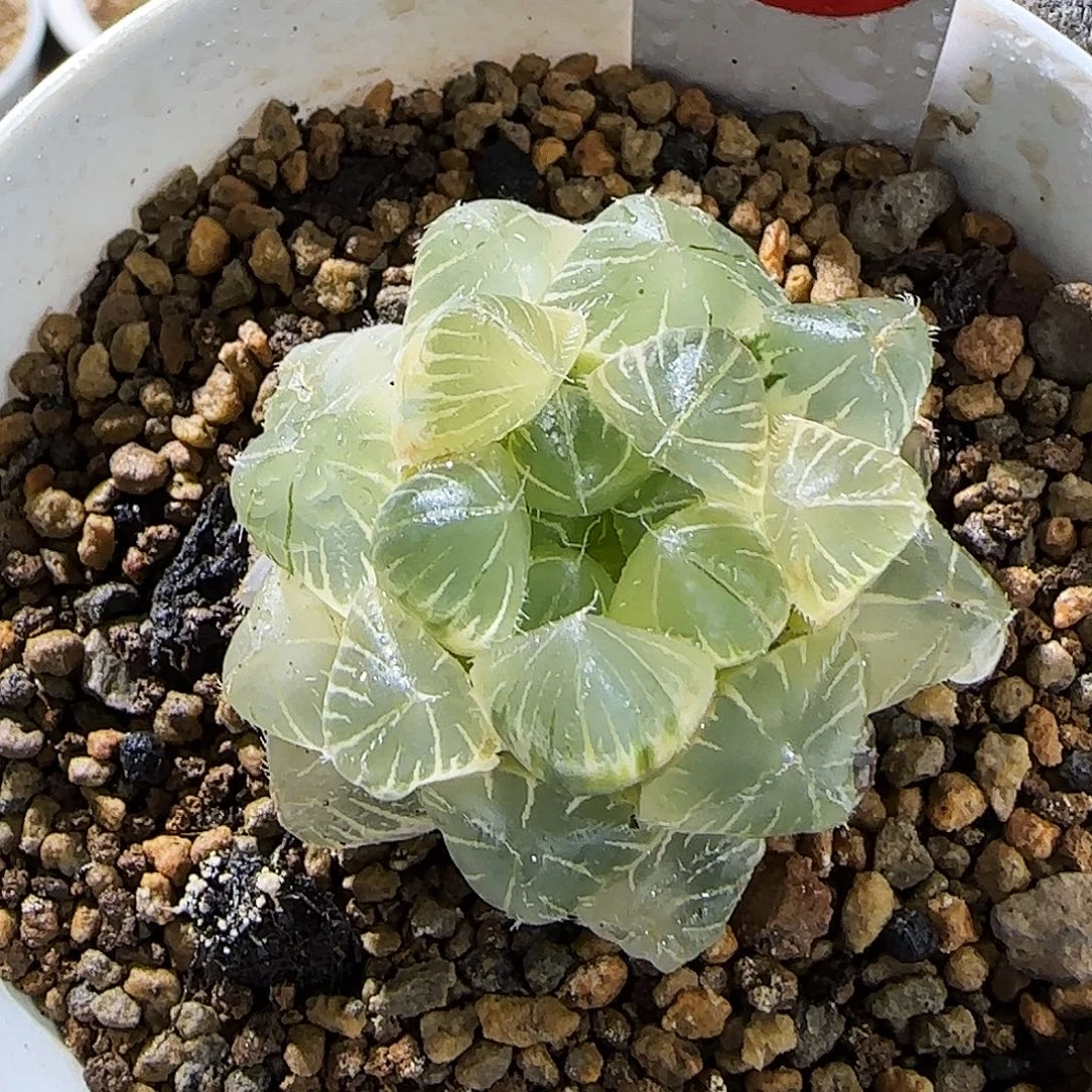 426号糊斑白赤线 4.5厘米左右一物一拍带盆发货