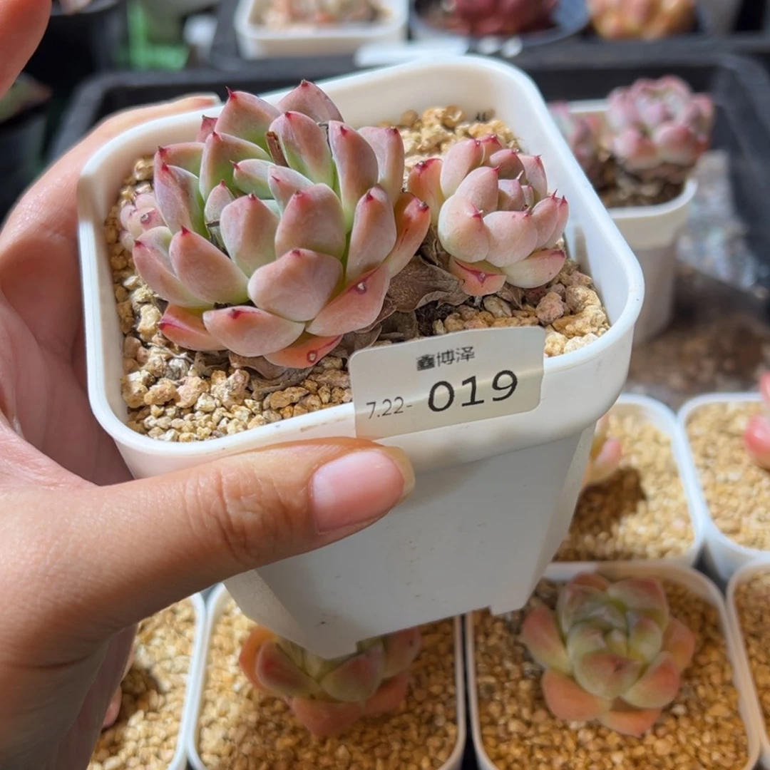 想***汁定向7.22-019 双头