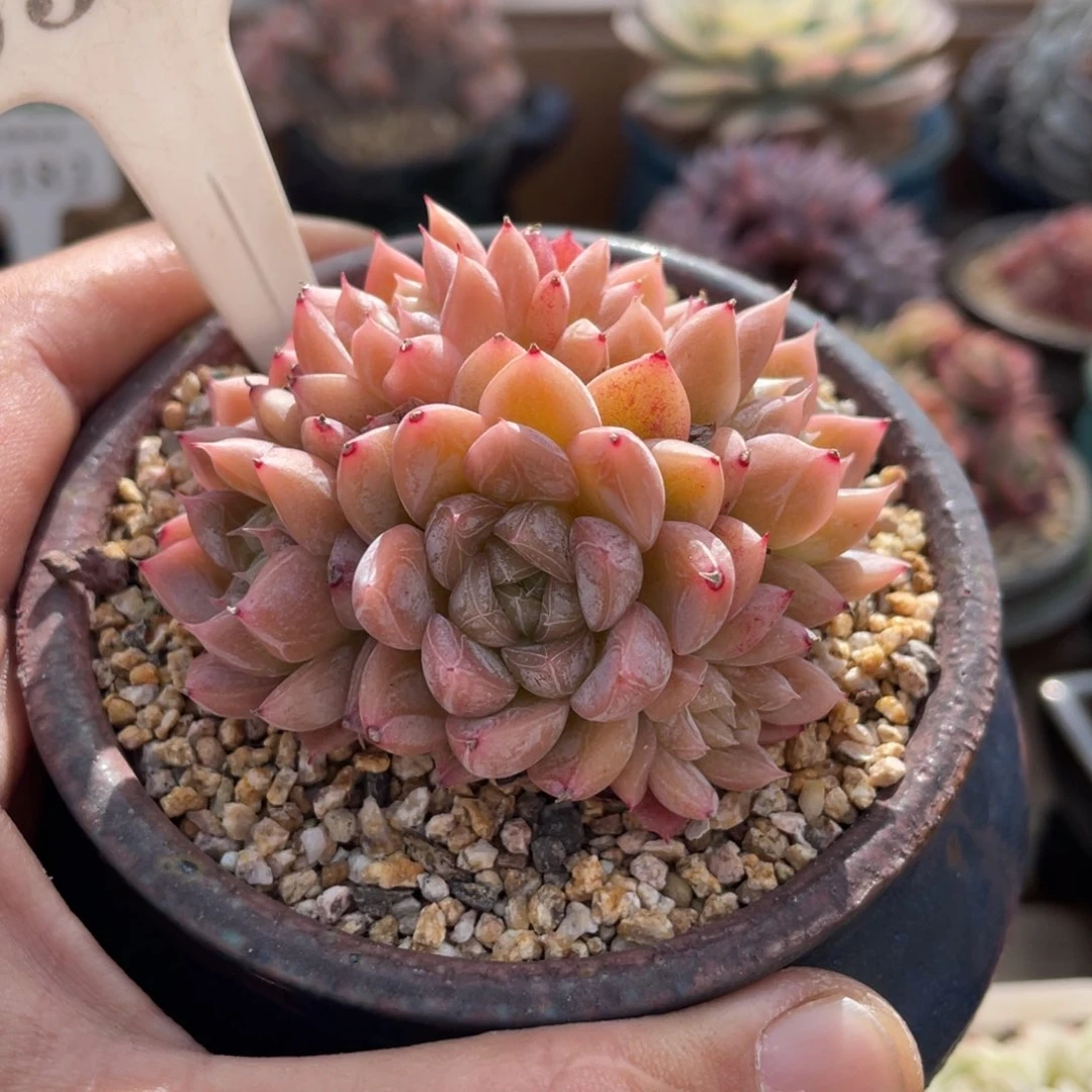 0525爱莎不带盆7厘米