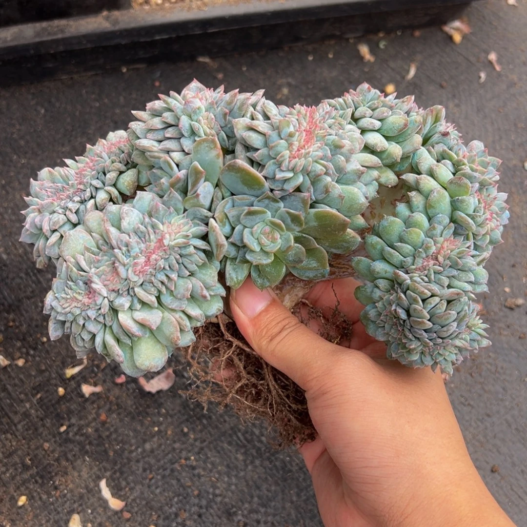 草莓冰沙琥珀缀化