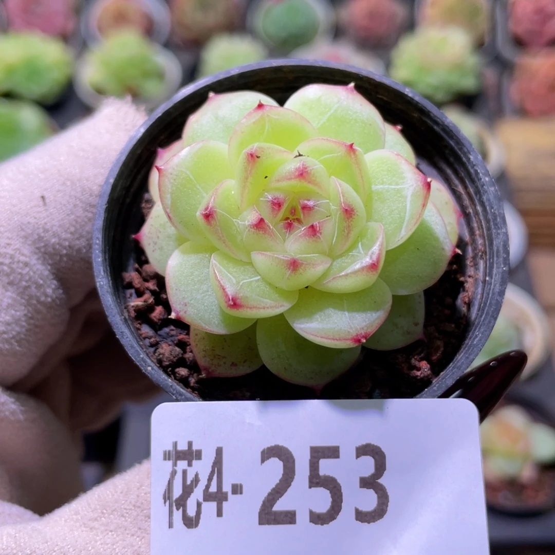 花利美4-253新品单头