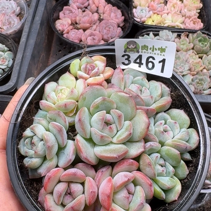 多肉植物多肉植物
