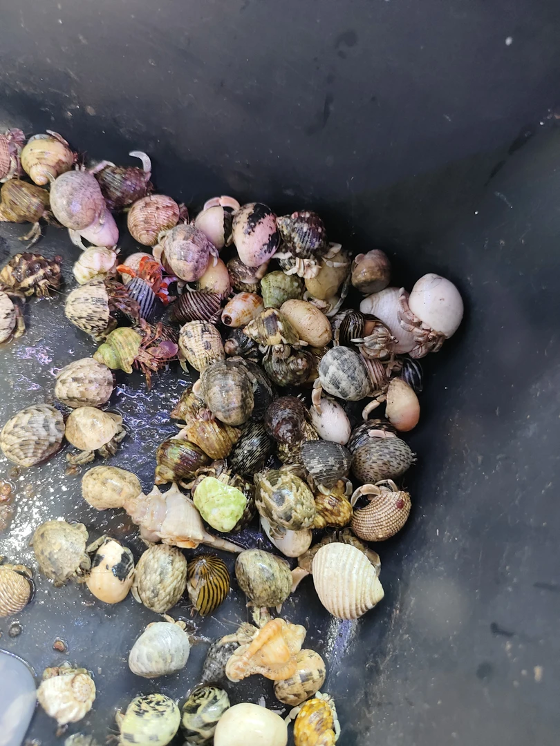 小彩鼻嘎豆丁寄居蟹 精品彩壳寄居蟹