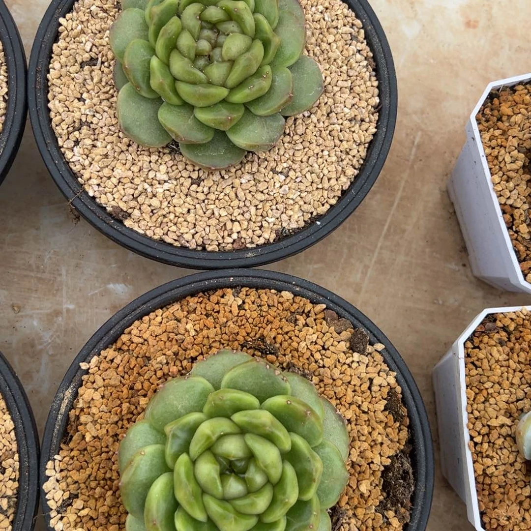 皮埃拉 2棵 阿松多肉