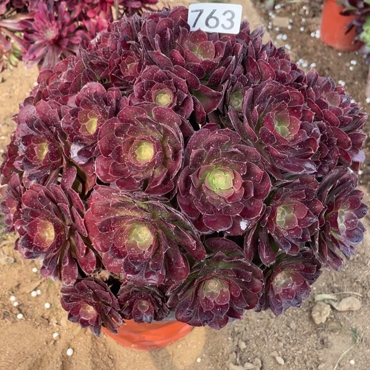 小*贝763多肉植物荷兰玫瑰